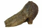 Partially Rooted Triceratops Tooth - North Dakota #128500-1